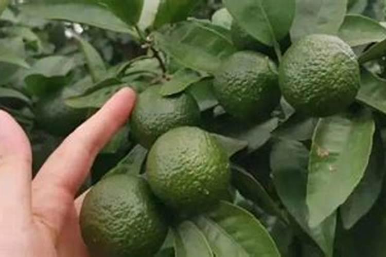 柑橘树可不可以施液态氮叶面肥？