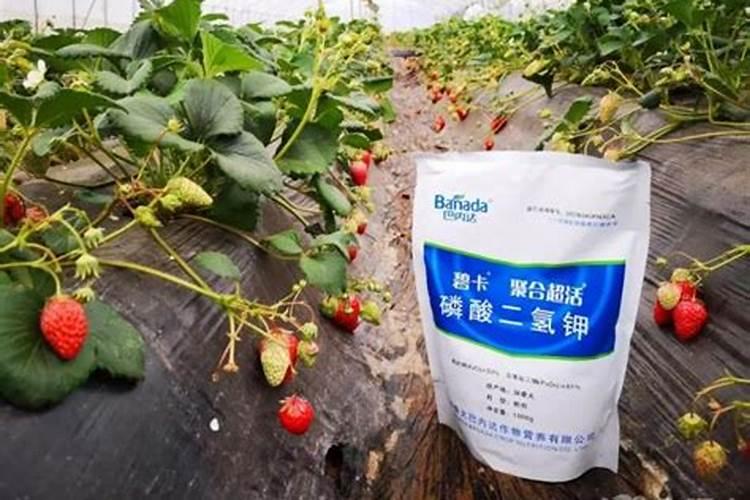 草莓施什么肥料果大