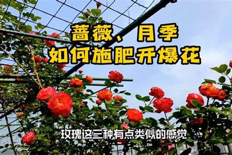 夏威夷竹开花要不要剪