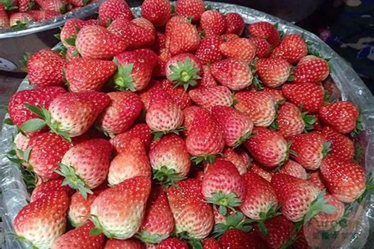 草莓施肥用什么肥料