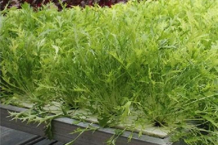 大白菜用什么复合肥
