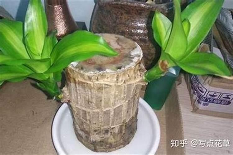 鱼蛋白水溶肥现在怎么用