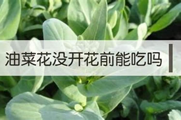 碳酶海藻鱼蛋白什么时候使用最好