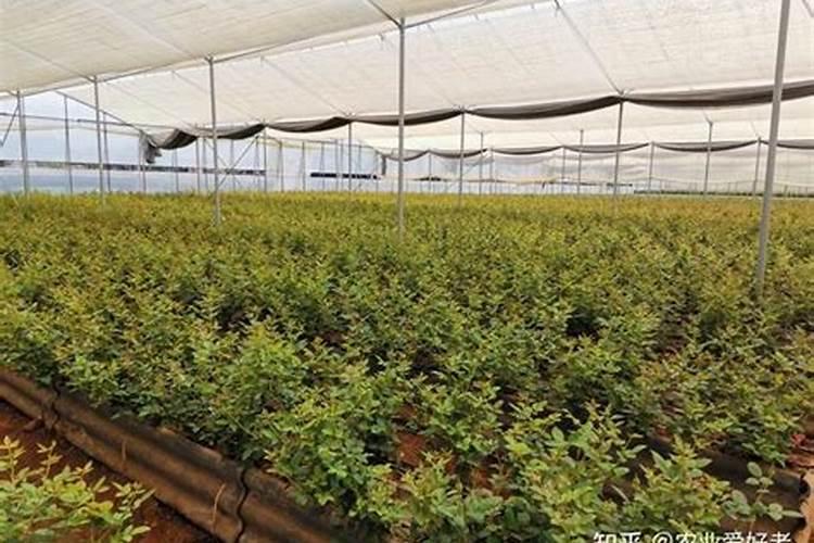 果树根外追肥喷施时间再说什么时候 果树怎么施肥