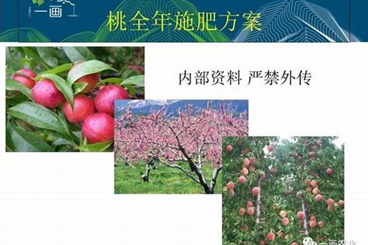 桃树施钾肥在什么时候 使用注意事项有哪些