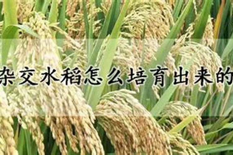 直播杂交水稻怎么施肥
