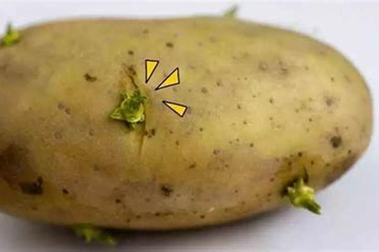 叶菜类蔬菜用什么肥料比较好