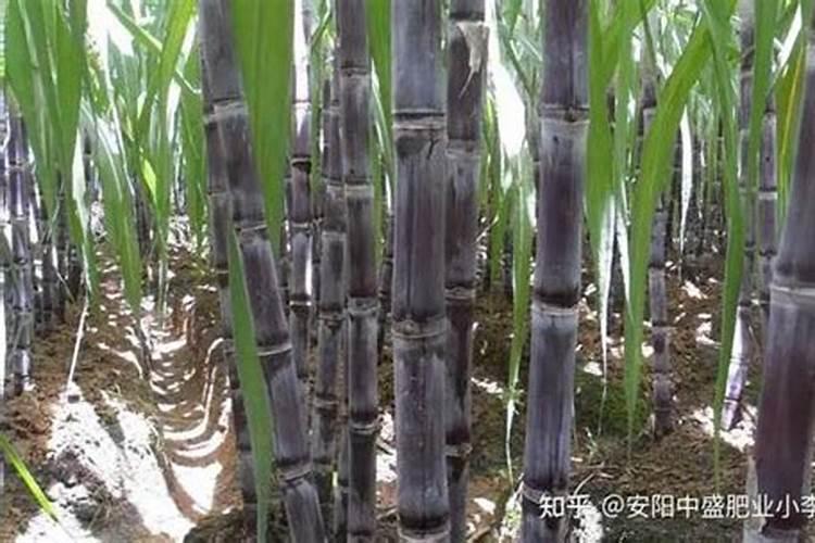 怎么种甘蔗