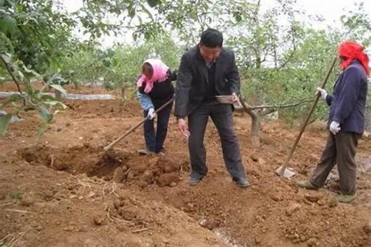 给一棵小树苗一直不停浇水施肥会死吗？