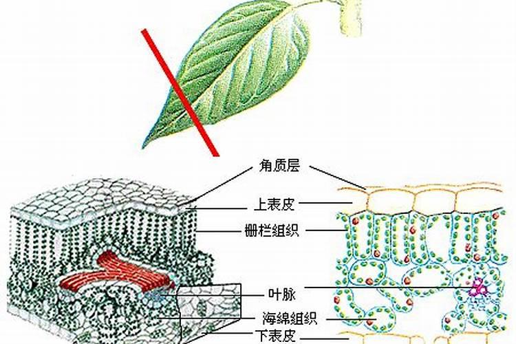 叶面肥几天能吸收干净