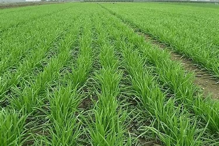 无公害花椰菜配方施肥技术 花椰菜怎么高产施肥