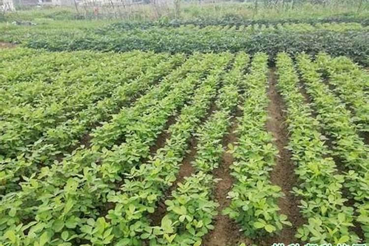 花椰菜要怎么施肥 高产品质好的花椰菜种植
