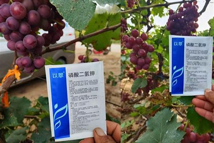 芸苔素使用有什么禁忌 芸苔素应该怎么使用