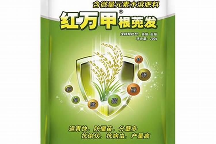 兰花浇什么肥料合适