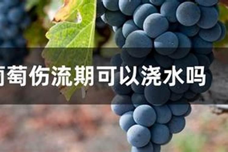 最好的有机肥是那种？