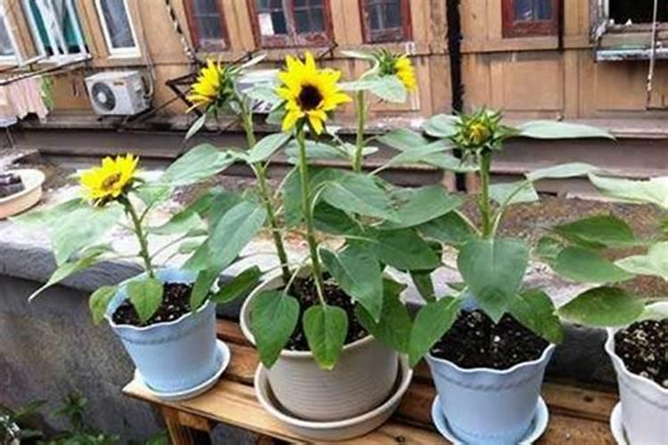 硼肥的用量、作用及使用方法