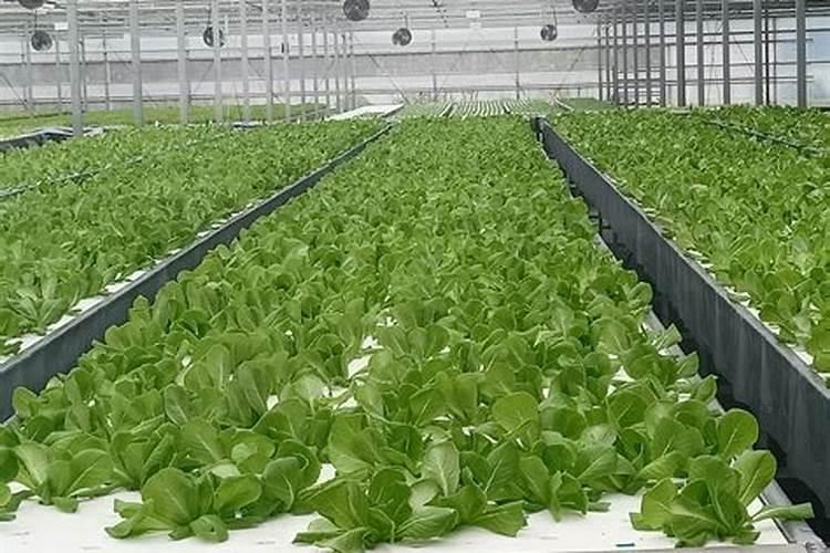 黄腐酸钾是什么肥料,附黄腐酸钾的功效及使用方法