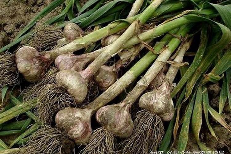 大蒜用啥肥料追肥最好