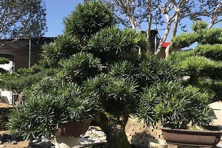 青岛茂头控释肥怎么样好吗