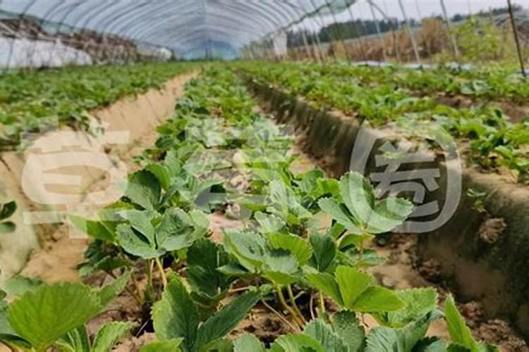 盆栽草莓施肥用什么肥料好