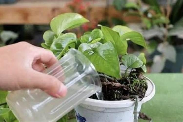 水稻有几种育秧方法？