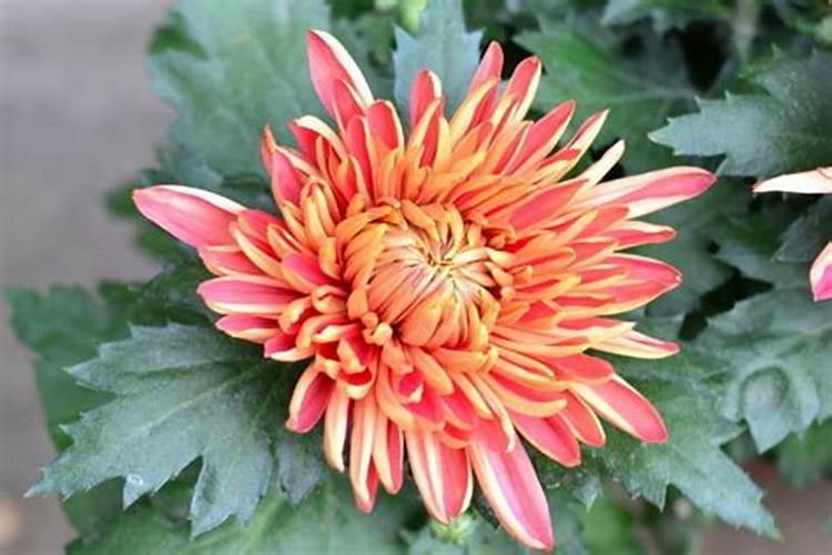 如何养菊花又矮又壮