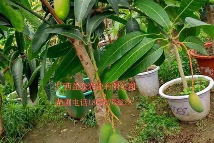 芒果挂果后枝条落地上怎么办？