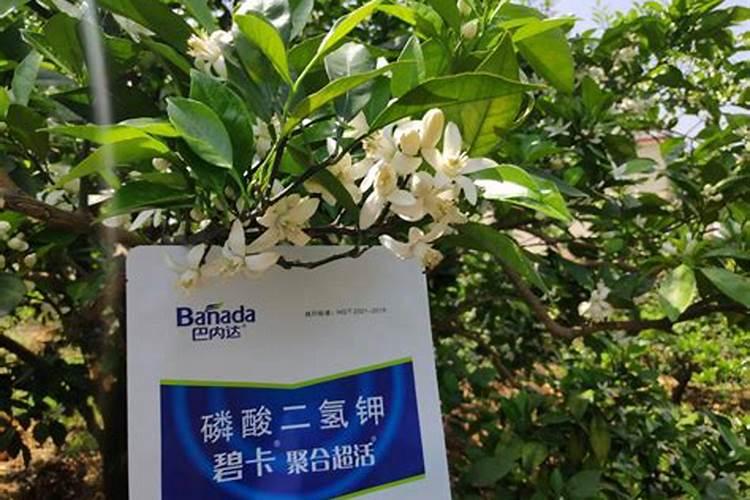 蔬菜用什么肥料最好