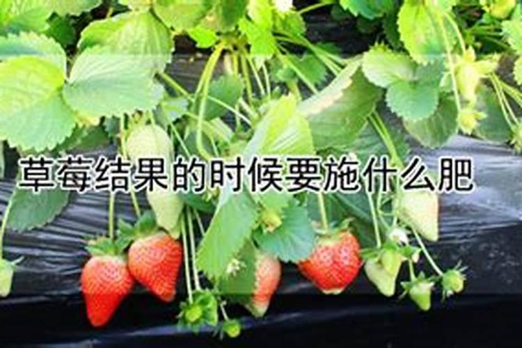 秋茬蔬菜种植,如何根据种植,获得高产？