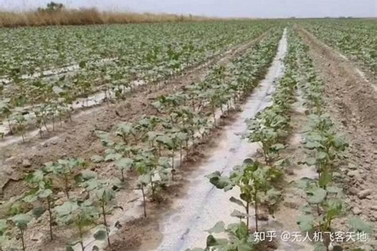 叶菜类蔬菜用什么肥料比较好