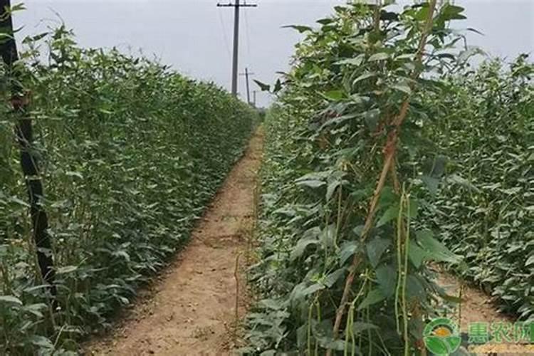 豆角需要什么样的冲施肥