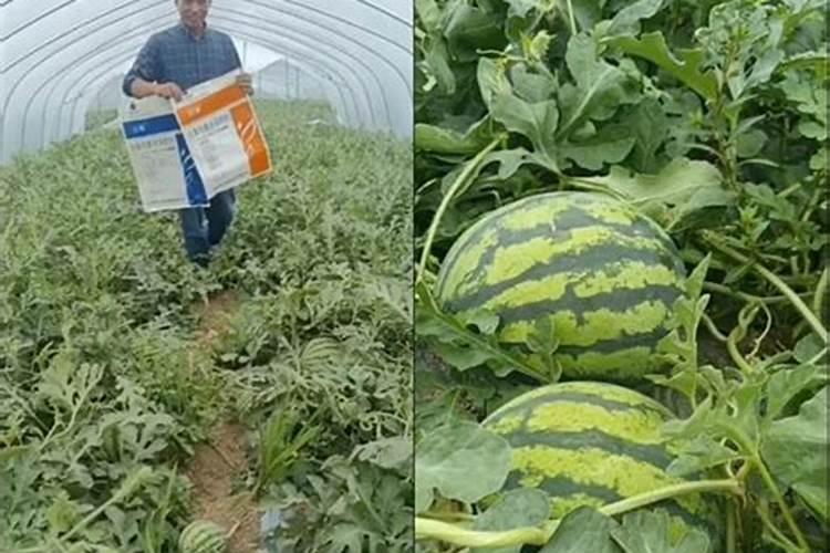 荷花需要什么肥料,给足底肥、适当追肥