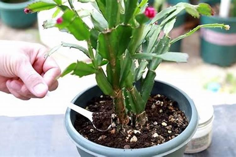 我老家是湖南郴州请问可以种植火龙果吗？