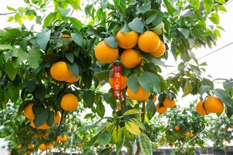 爱媛46号柑橘品种介绍