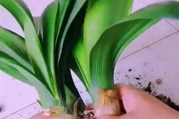 君子兰可以用尿素和复合肥吗