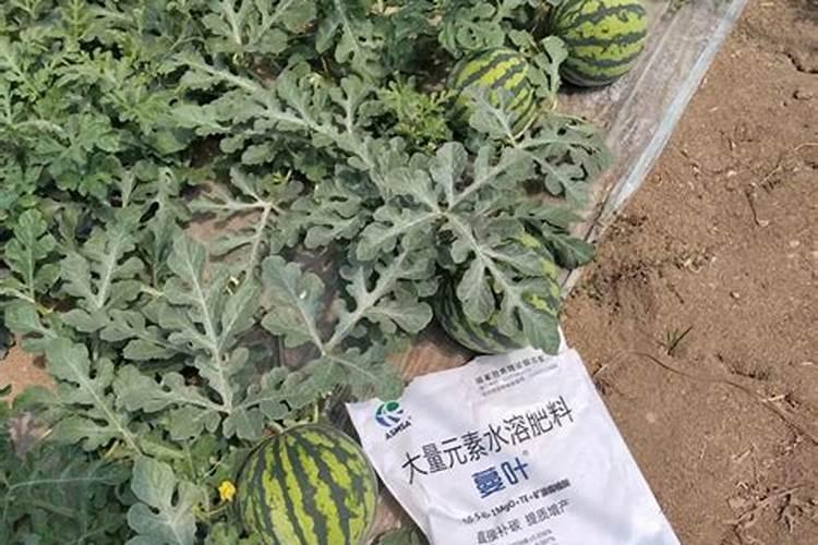 水溶肥多久可以被果树吸收