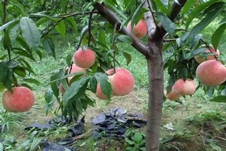 生根粉多久用一次 “生根粉使用频率”