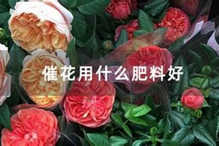 生根壮根的肥料有哪些