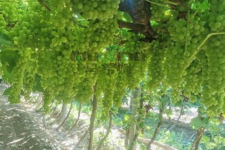 葡萄萌芽期施什么肥葡萄萌芽期施什么肥好