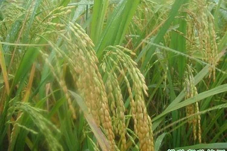 云南茶马司品牌简介——云南茶马司茶叶有限公司介绍