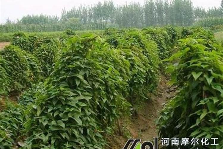 芸苔素142428哪个好