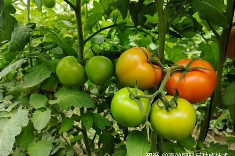 番茄怎么施肥产量高？大棚增产施肥管理建议和方法