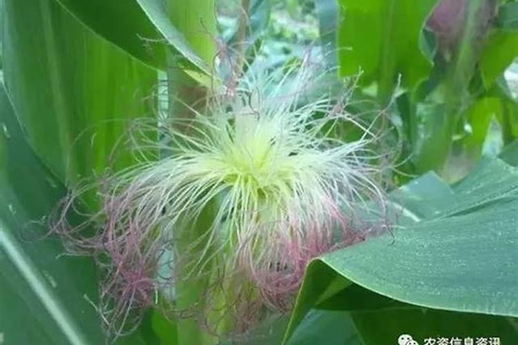 请问老师乌榄树怎么培植才能结果？