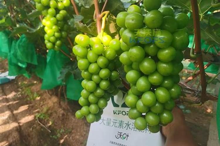 怎样发酵饼肥不臭