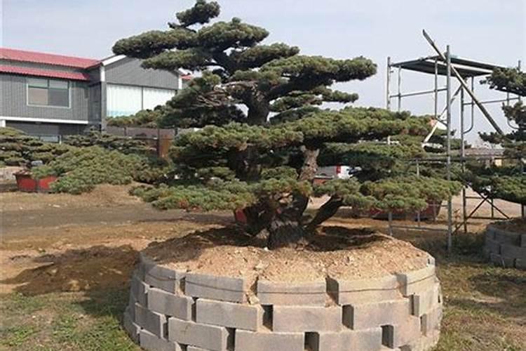 大阪松怎么养