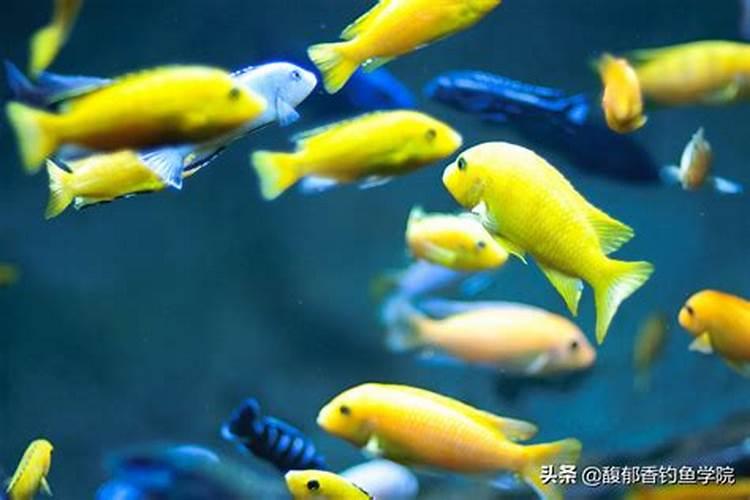 鱼蛋白肥料的使用技巧