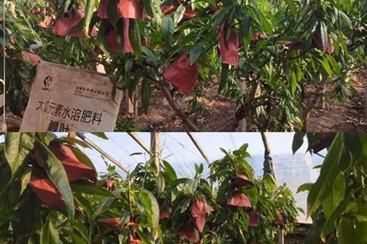桃树施什么肥好