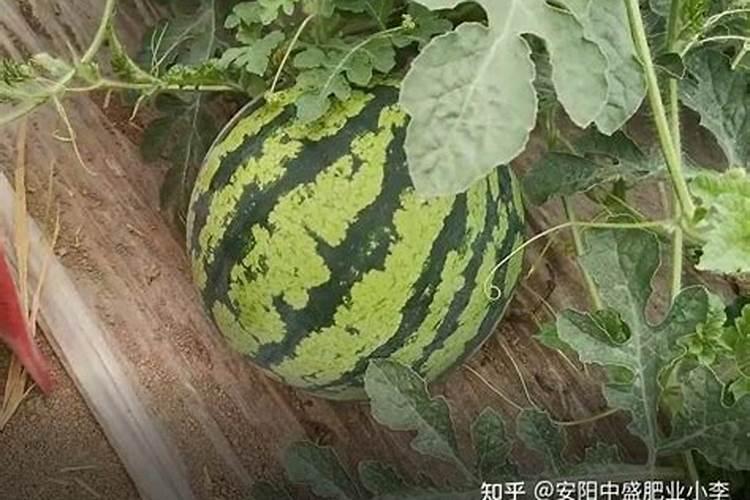 油菜什么时候施硼肥最好