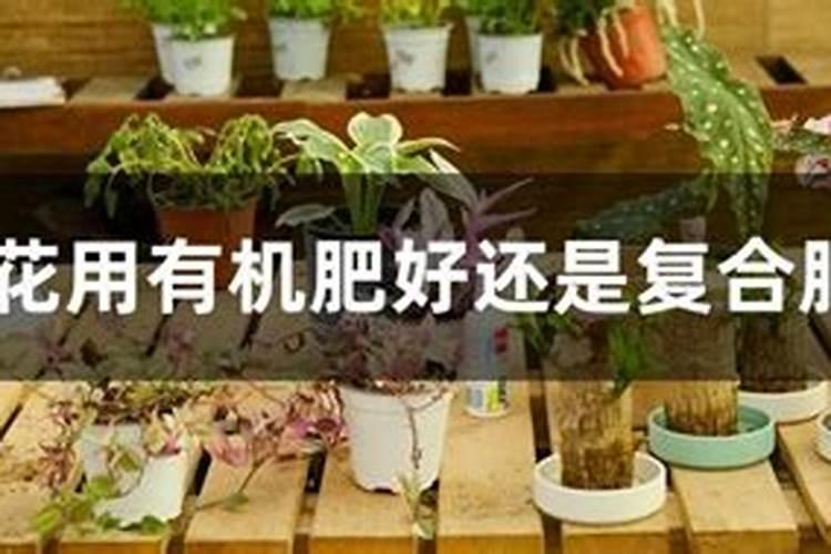 油菜怎样施化肥为最好花卉百科