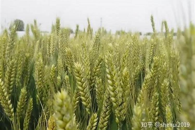 芸苔素内酯在小麦哪个阶段增产效果最好